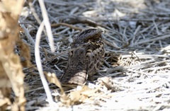 Caprimulgus madagascariensis