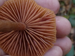 Laccaria laccata
