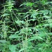 Giant Ragweed - Photo (c) Evan M. Raskin, some rights reserved (CC BY), uploaded by Evan M. Raskin