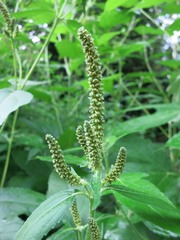 Ambrosia trifida trifida