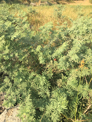 Prosopis farcta