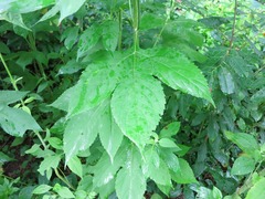 Ambrosia trifida trifida