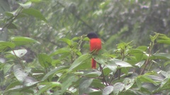 Pericrocotus speciosus