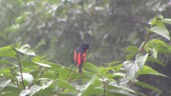 Pericrocotus speciosus