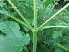 Ambrosia trifida trifida