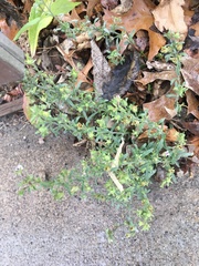 Chaenorhinum