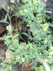 Chaenorhinum