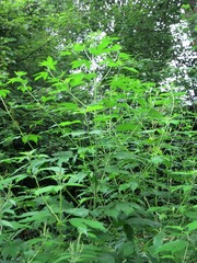 Ambrosia trifida trifida