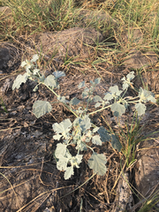 Chrozophora tinctoria