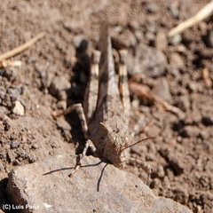 Trimerotropis ochraceipennis