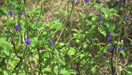 Stachytarpheta urticifolia image