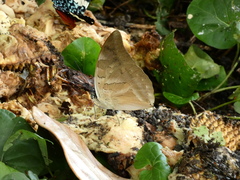 Archaeoprepona demophon