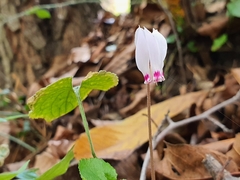 Cyclamen cyprium