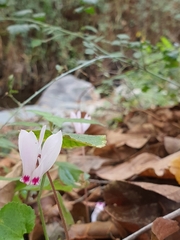 Cyclamen cyprium