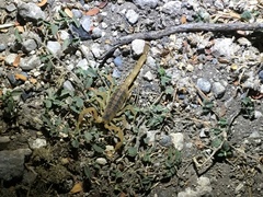 Centruroides vittatus