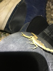 Centruroides vittatus