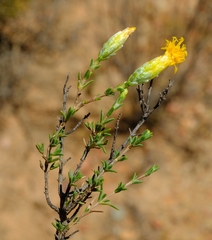 Pteronia glomerata