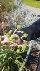 Eryngium yuccifolium