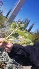 Eryngium yuccifolium