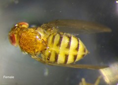 Drosophila repleta