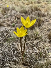 Zephyranthes filifolia