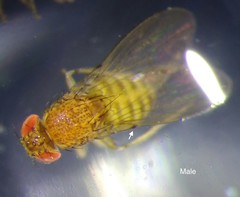 Drosophila repleta