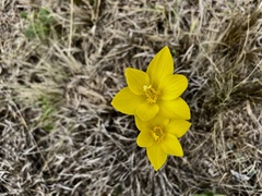 Zephyranthes filifolia