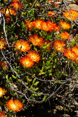 Drosanthemum bicolor