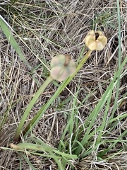 Zephyranthes filifolia
