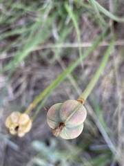 Zephyranthes filifolia