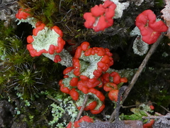 Cladonia diversa