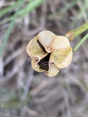 Zephyranthes filifolia