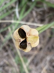 Zephyranthes filifolia