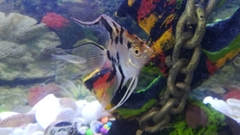 Pterophyllum