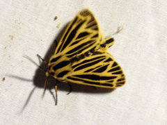 Apantesis virguncula