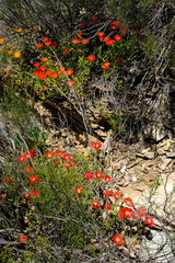 Drosanthemum bicolor
