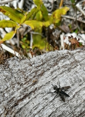 Pritchardia hirtipes