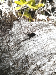 Pritchardia hirtipes