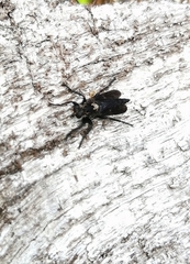 Pritchardia hirtipes