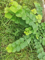 Cercis chinensis