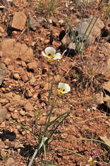 Calochortus syntrophus