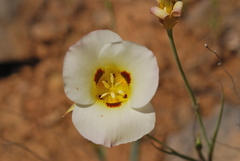 Calochortus syntrophus