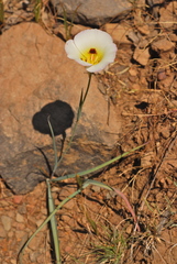Calochortus syntrophus