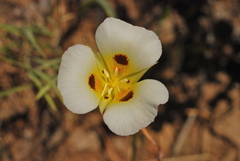 Calochortus syntrophus