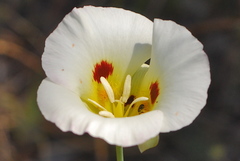 Calochortus syntrophus