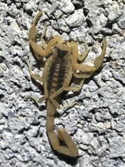 Centruroides vittatus