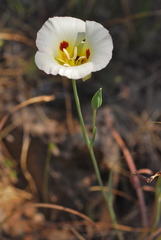 Calochortus syntrophus