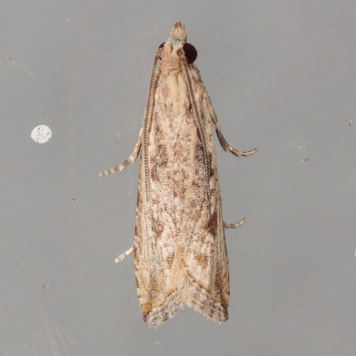 Javelin Moth photo 5