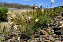 Dianthus caespitosus caespitosus