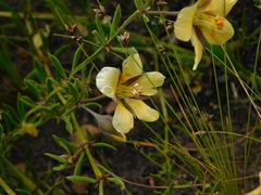 Roepera spinosa